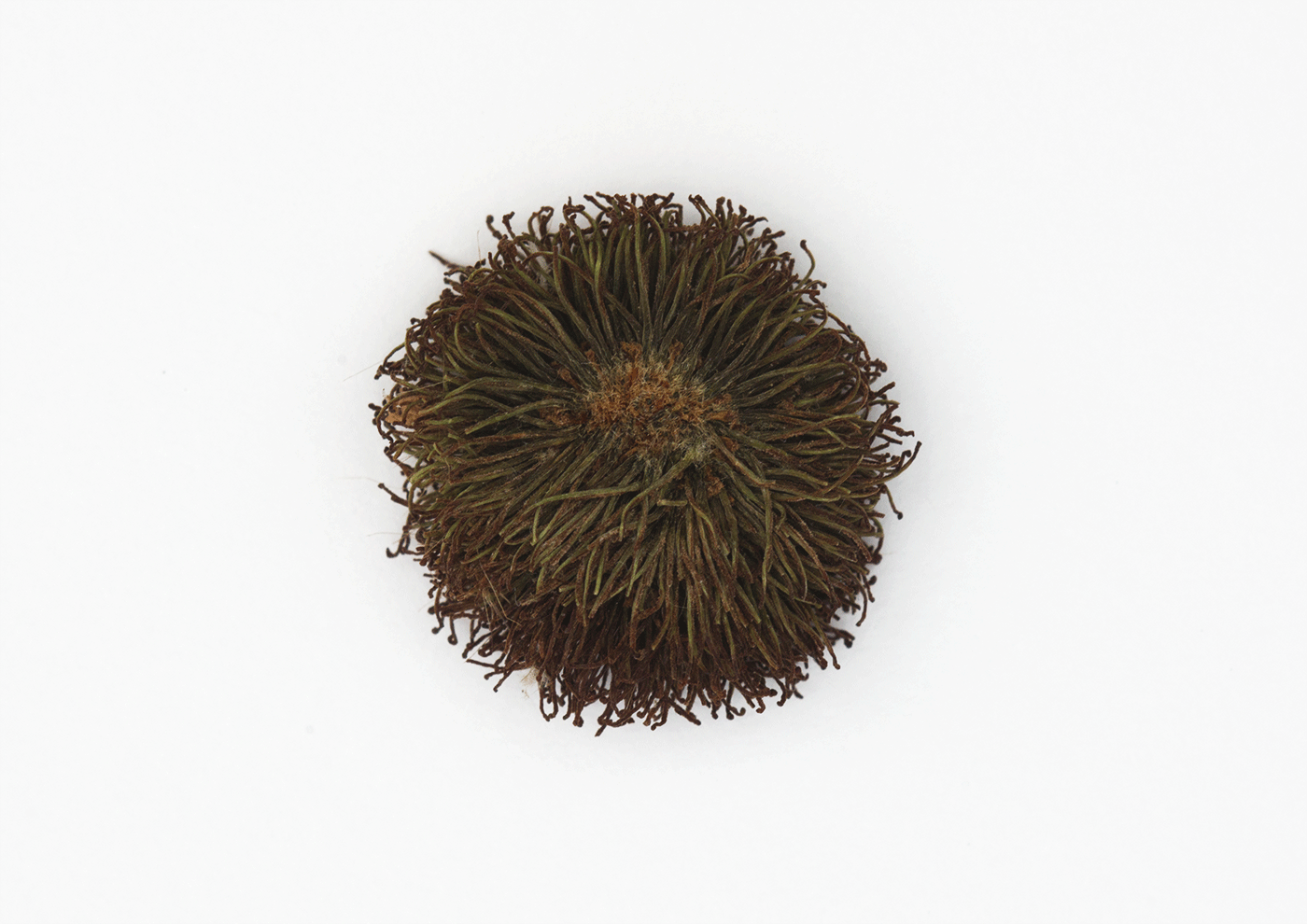 Sea Anemone