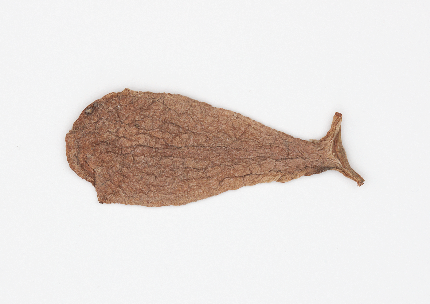 Whale