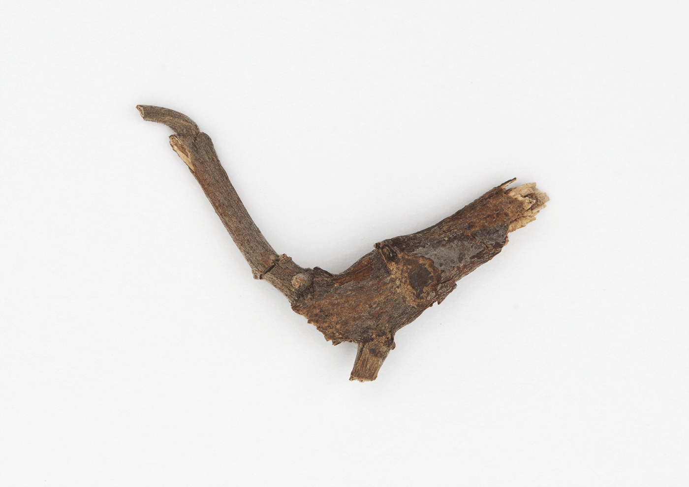 Runner Duck