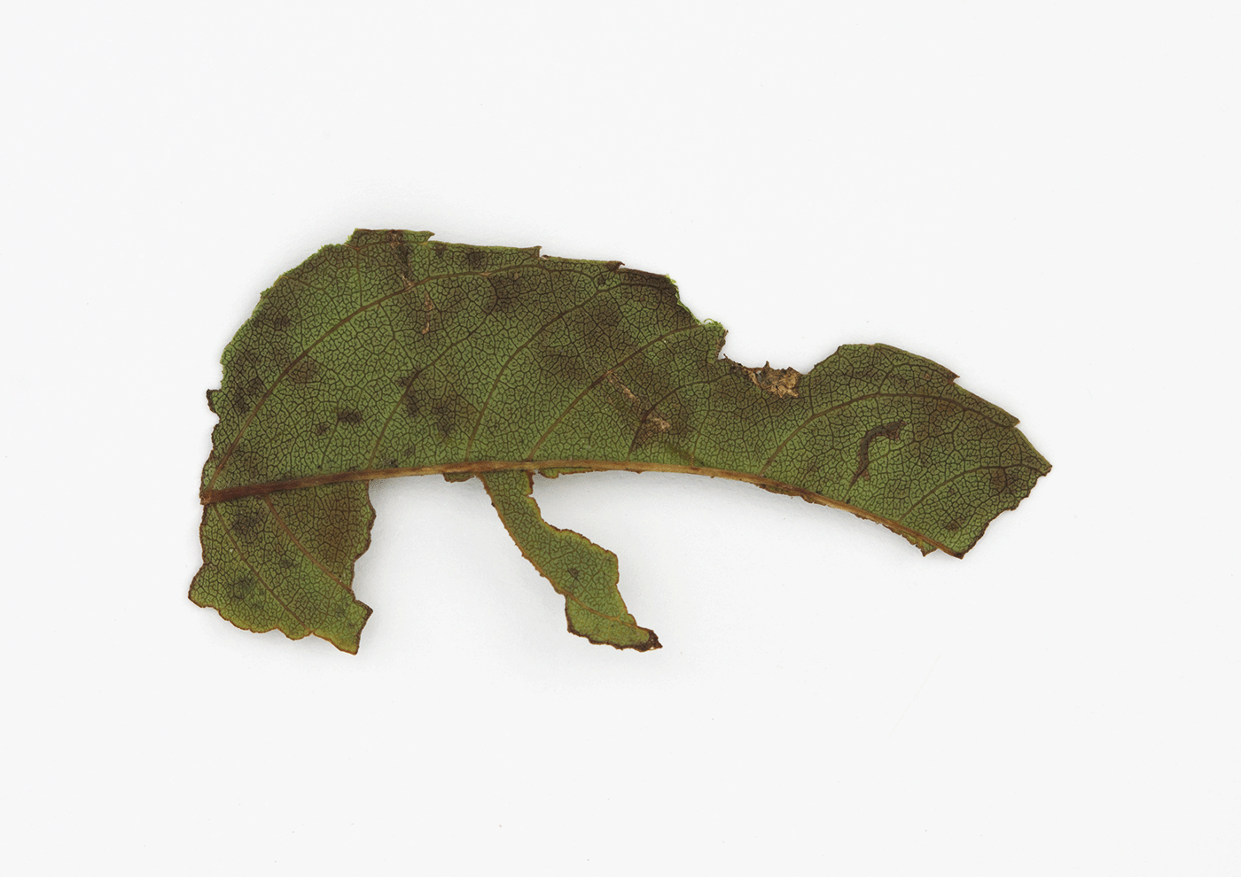 Tortoise