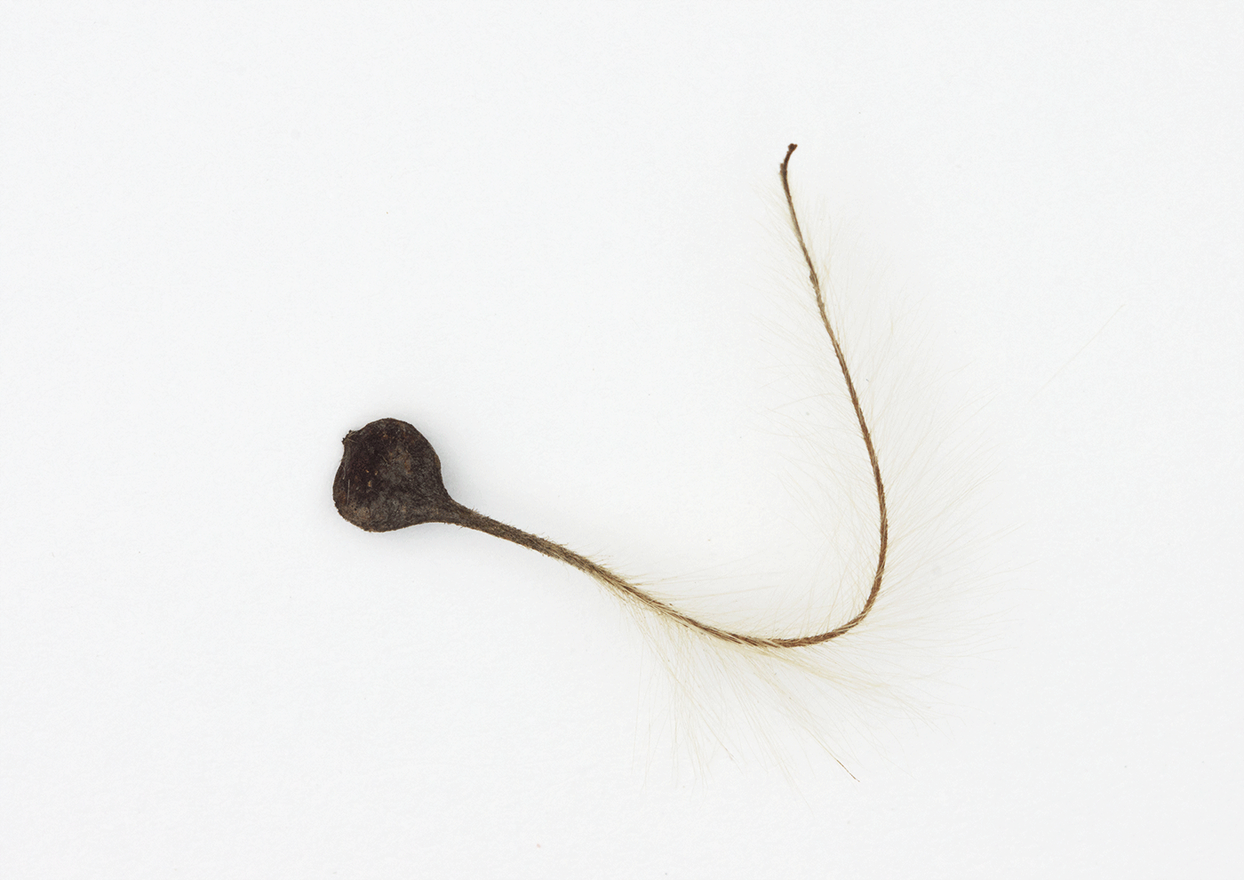 Tadpole