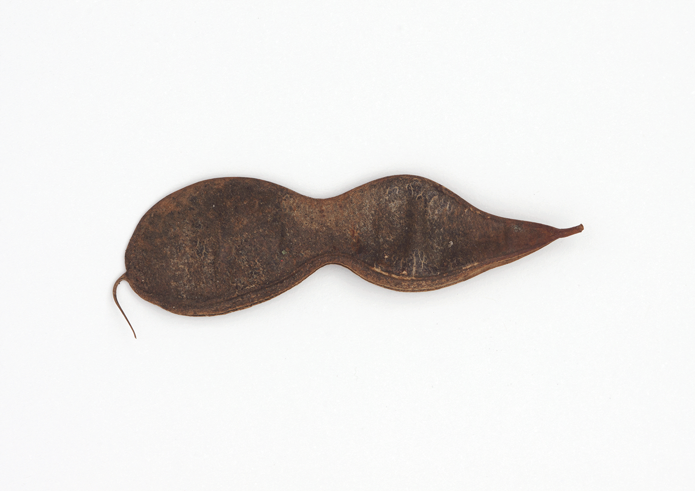 Mole