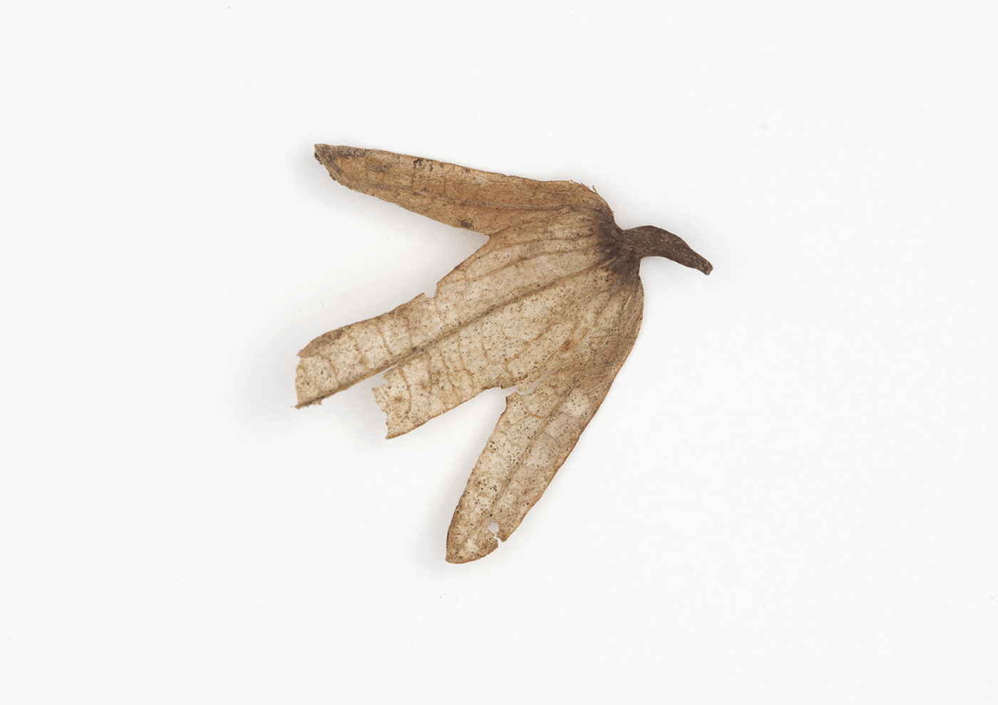 Falcon