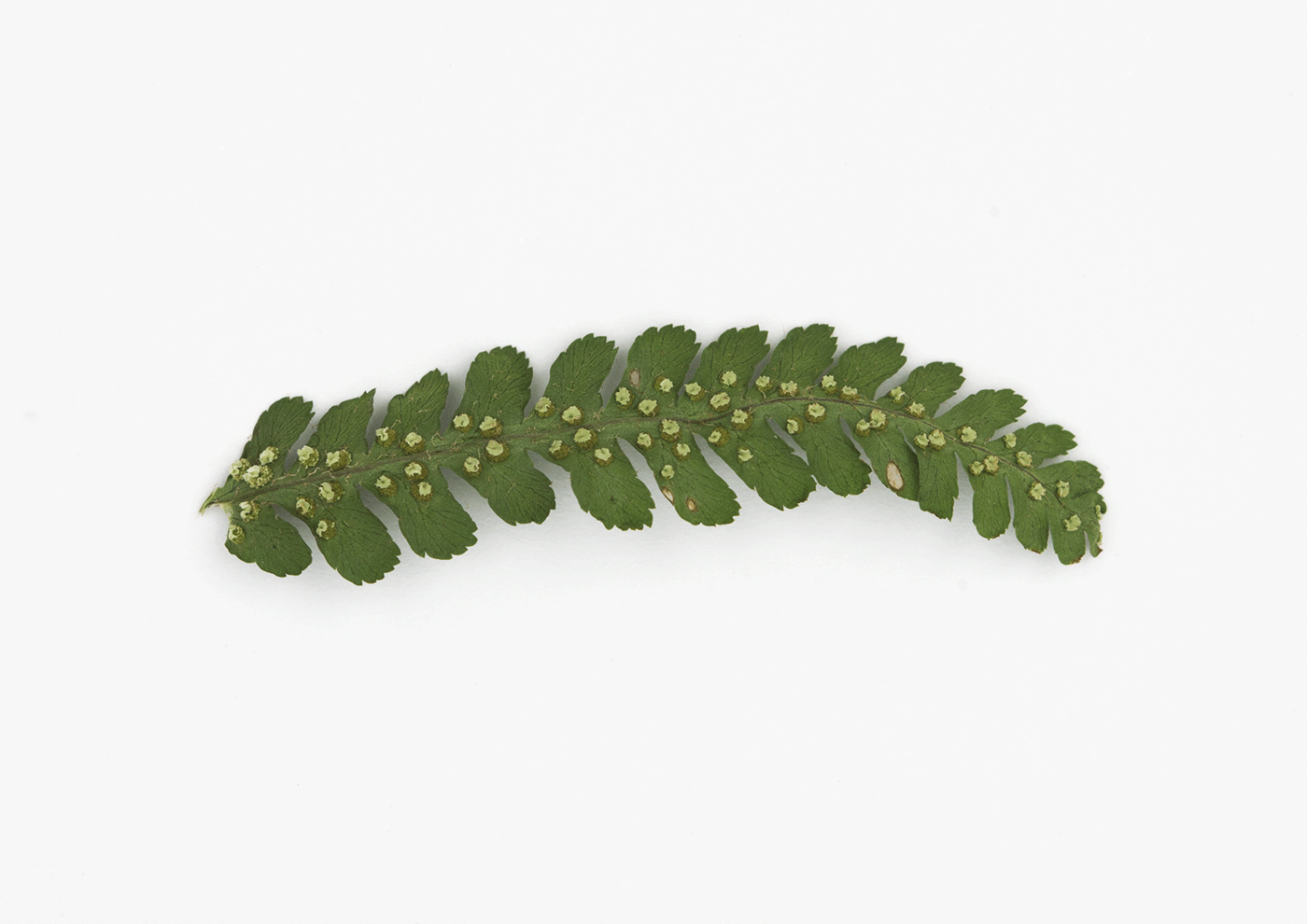 Caterpillar