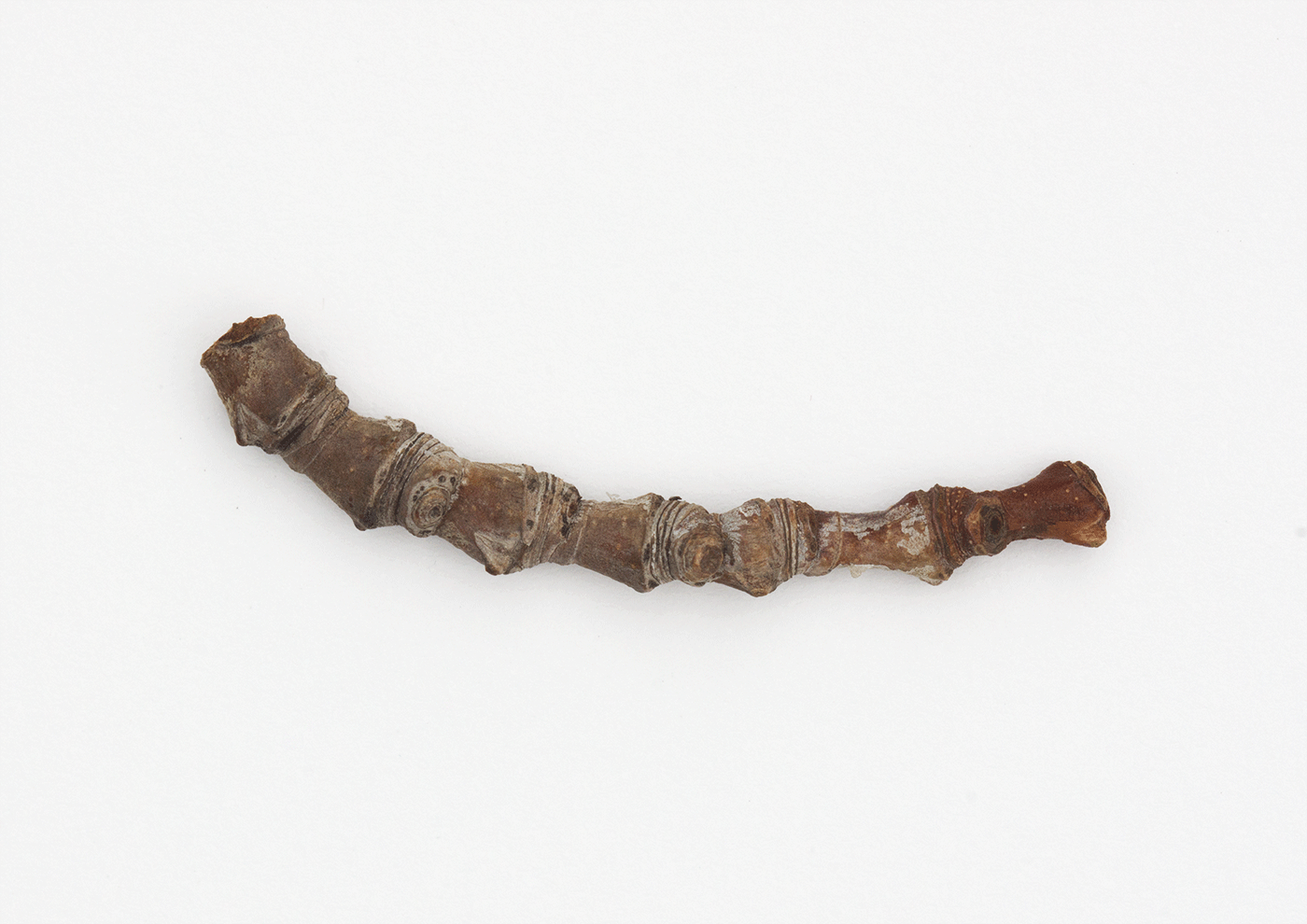 Worm