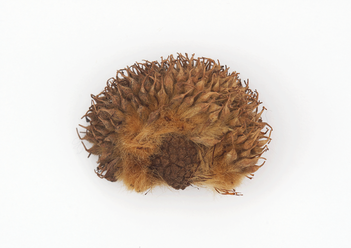 Hedgehog