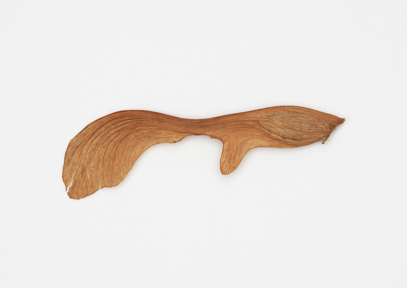 Goldfish