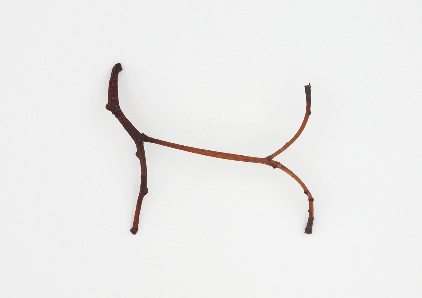 Doberman