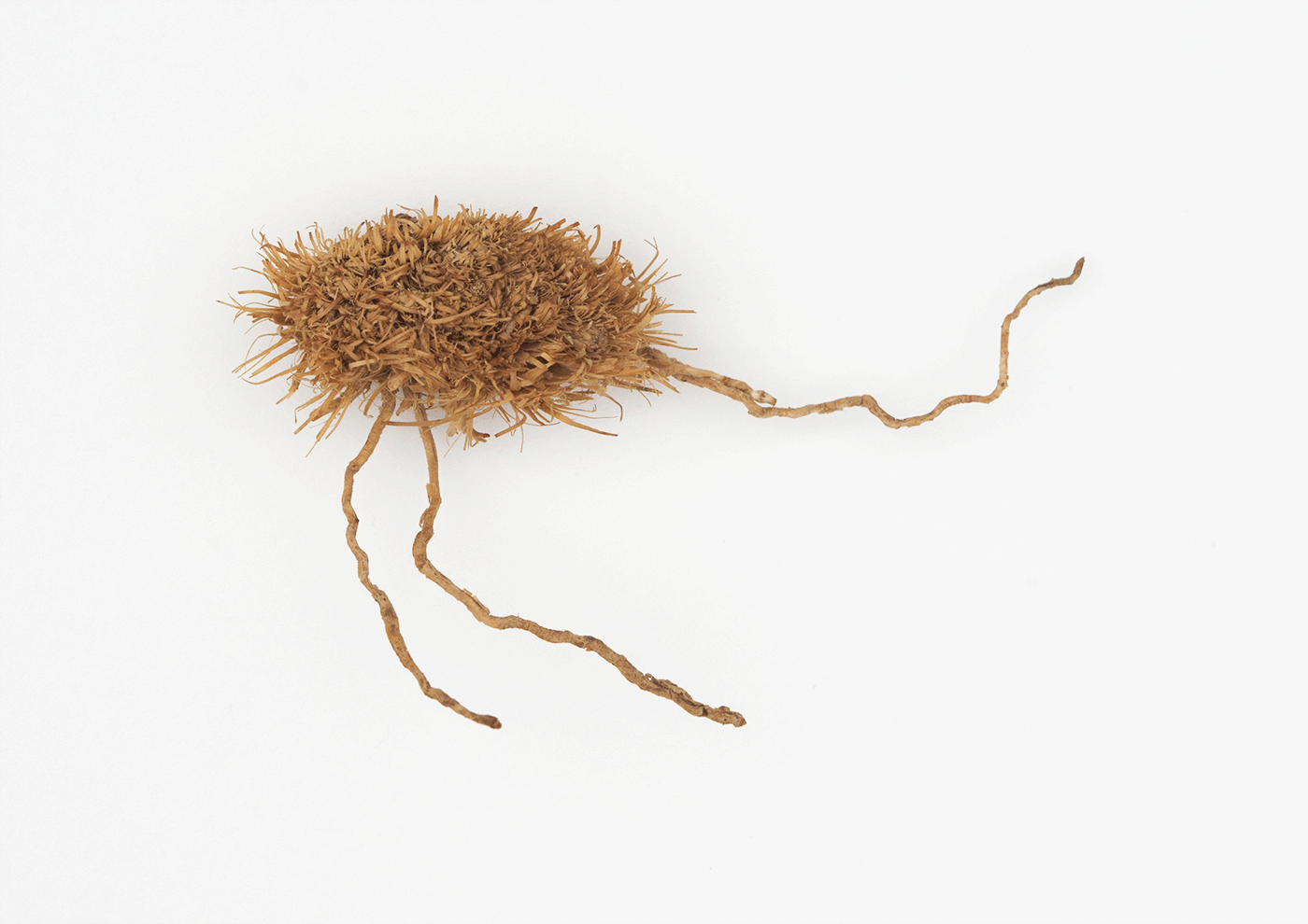 Ostrich