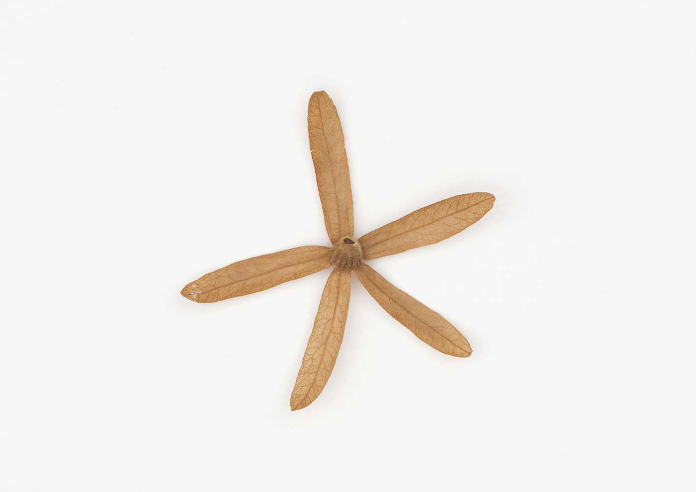 Starfish