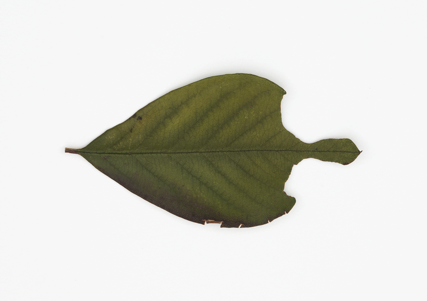 Plaice