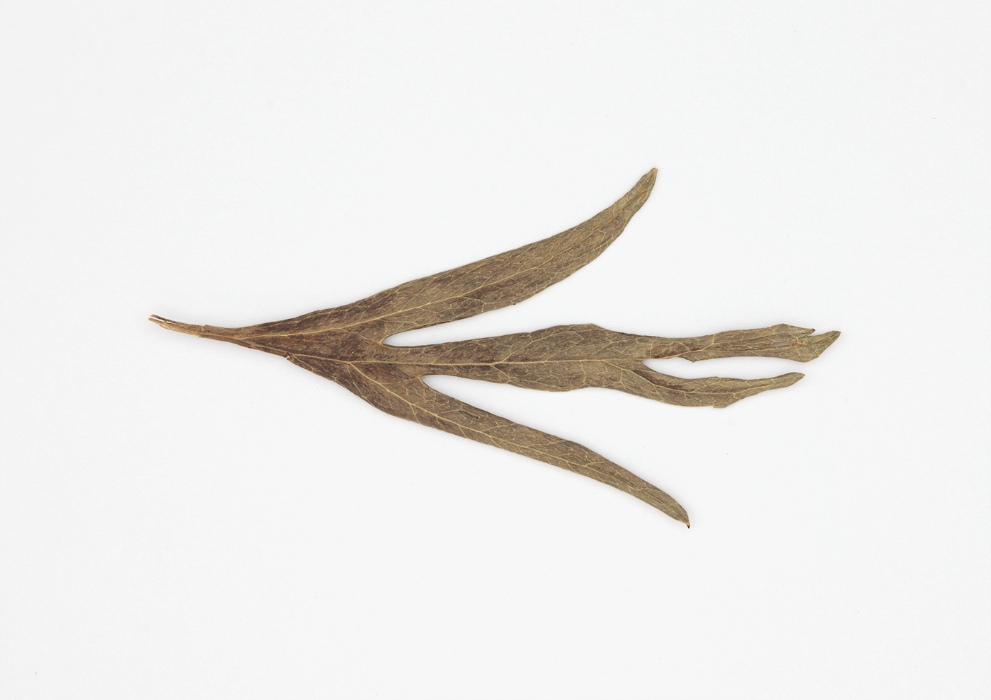 Swallow