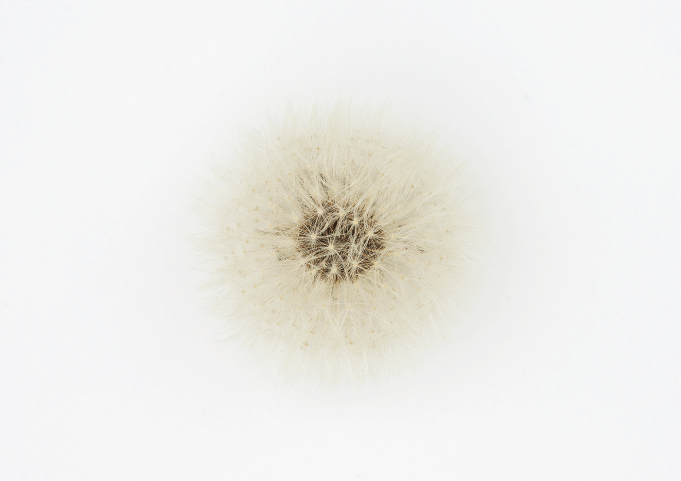 Sea Urchin