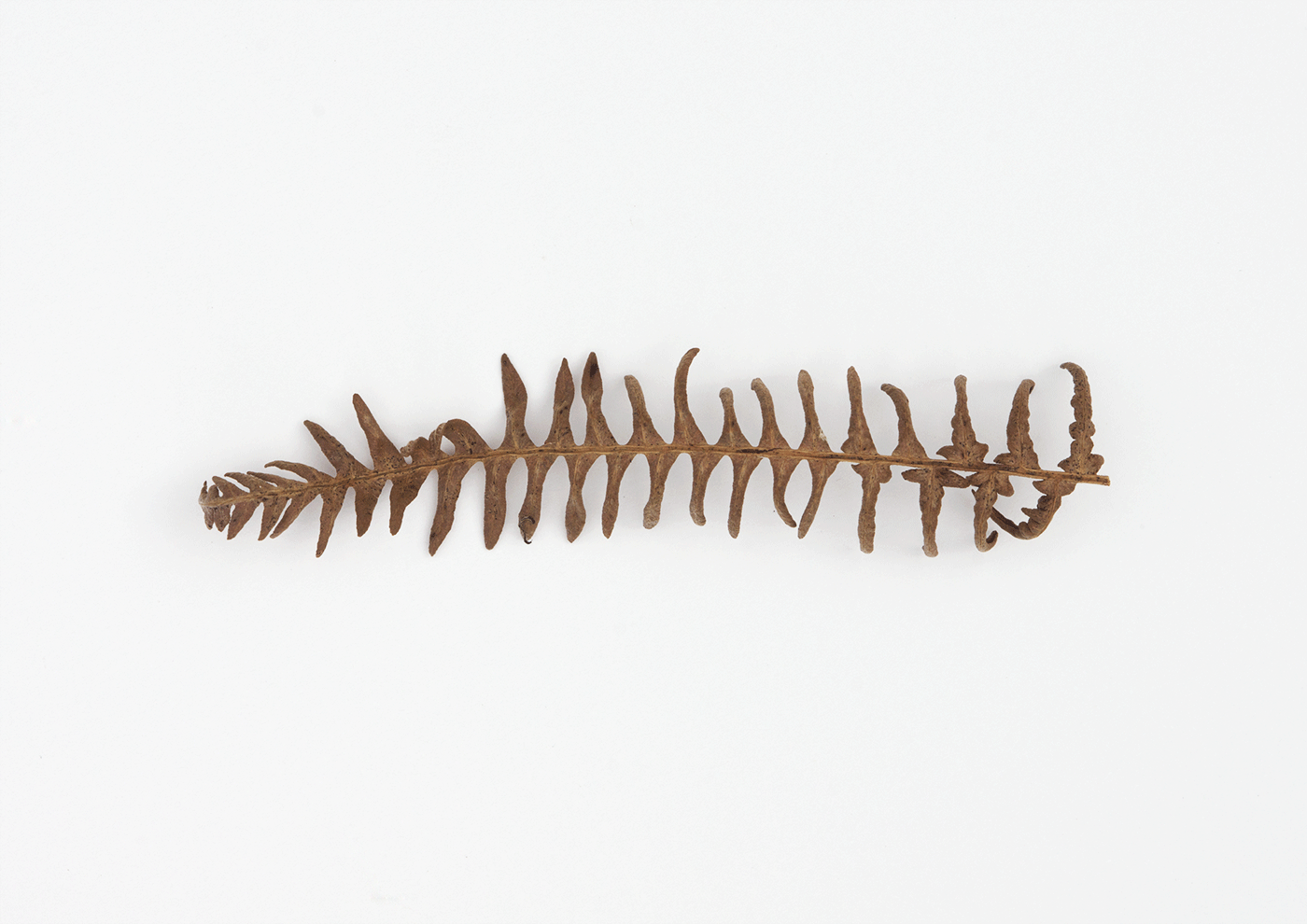 Caterpillar