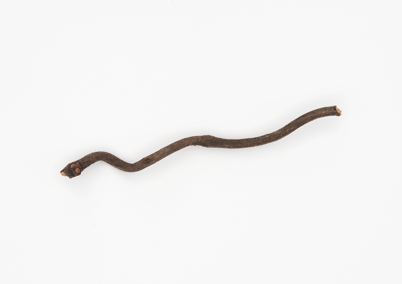Grass Snake