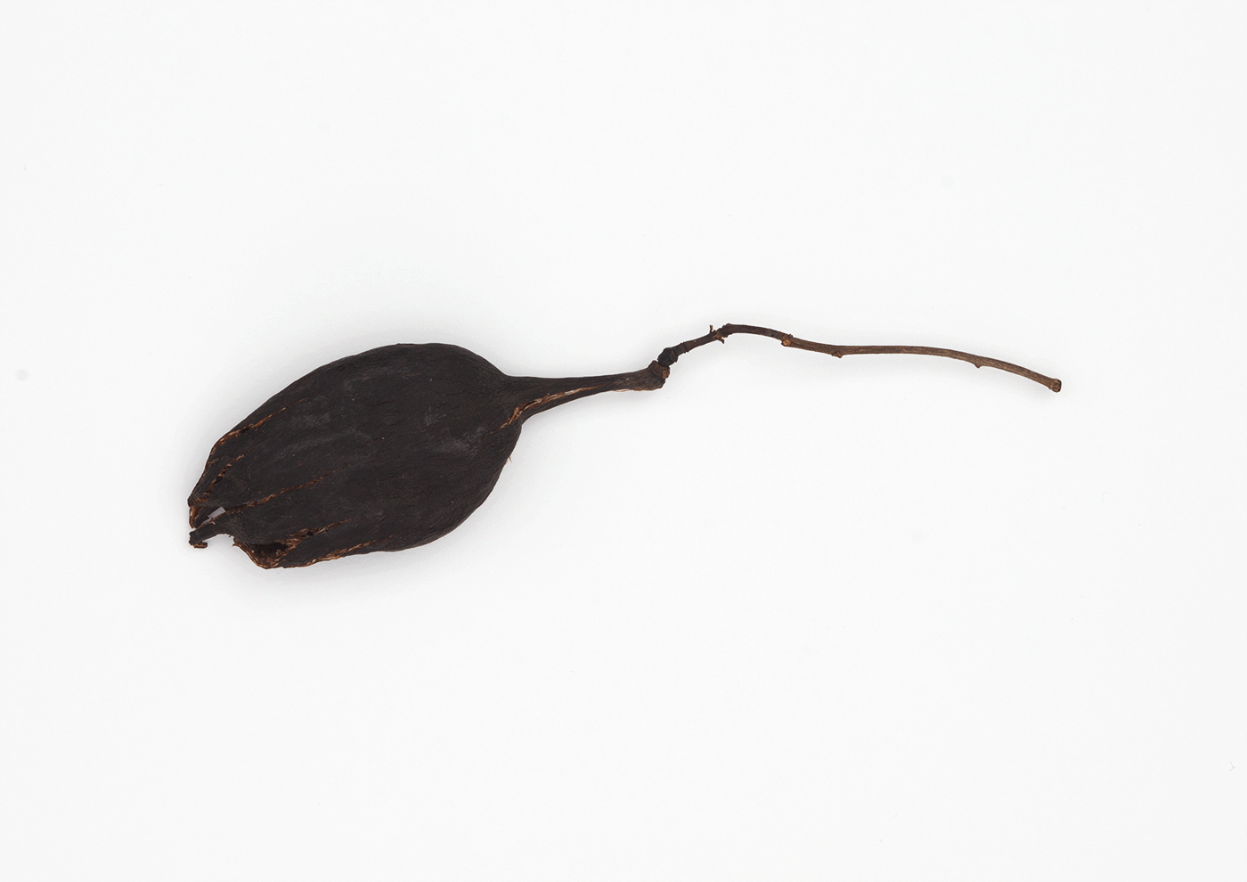 Rat