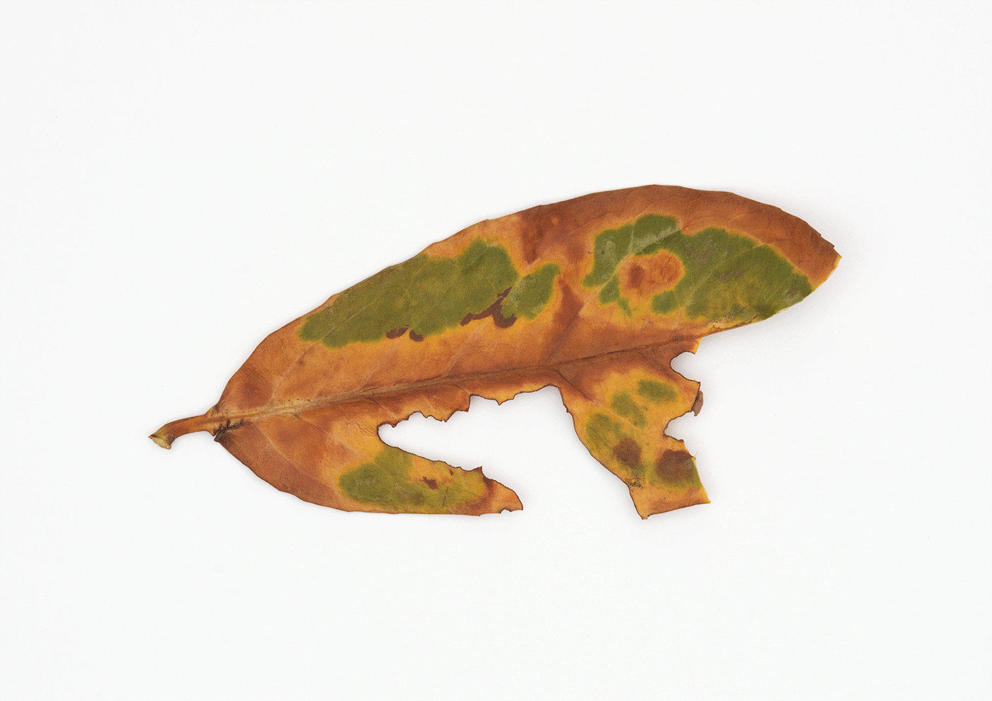 Tree Frog