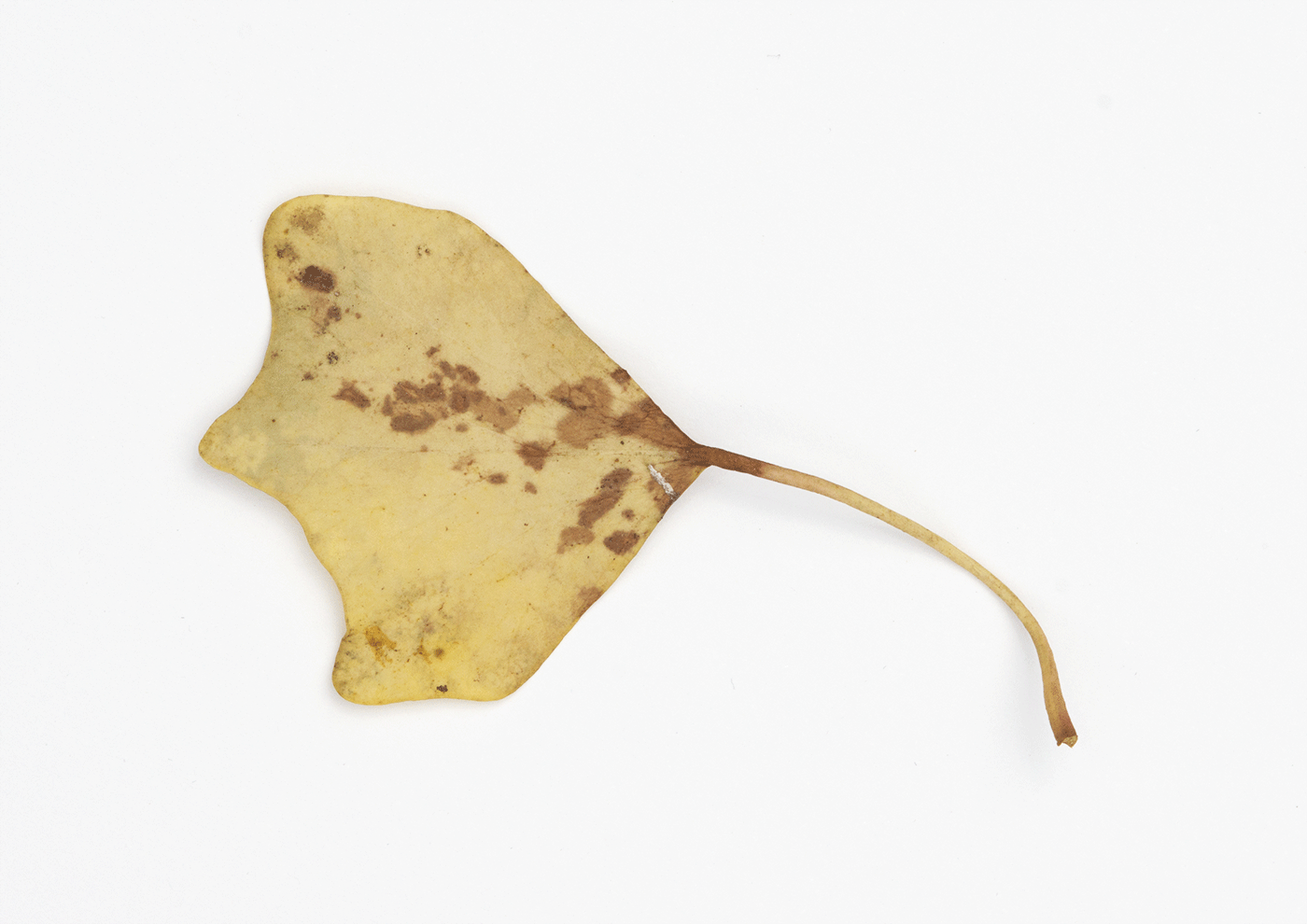 Stingray