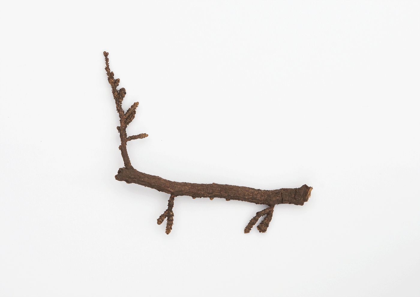 Reindeer