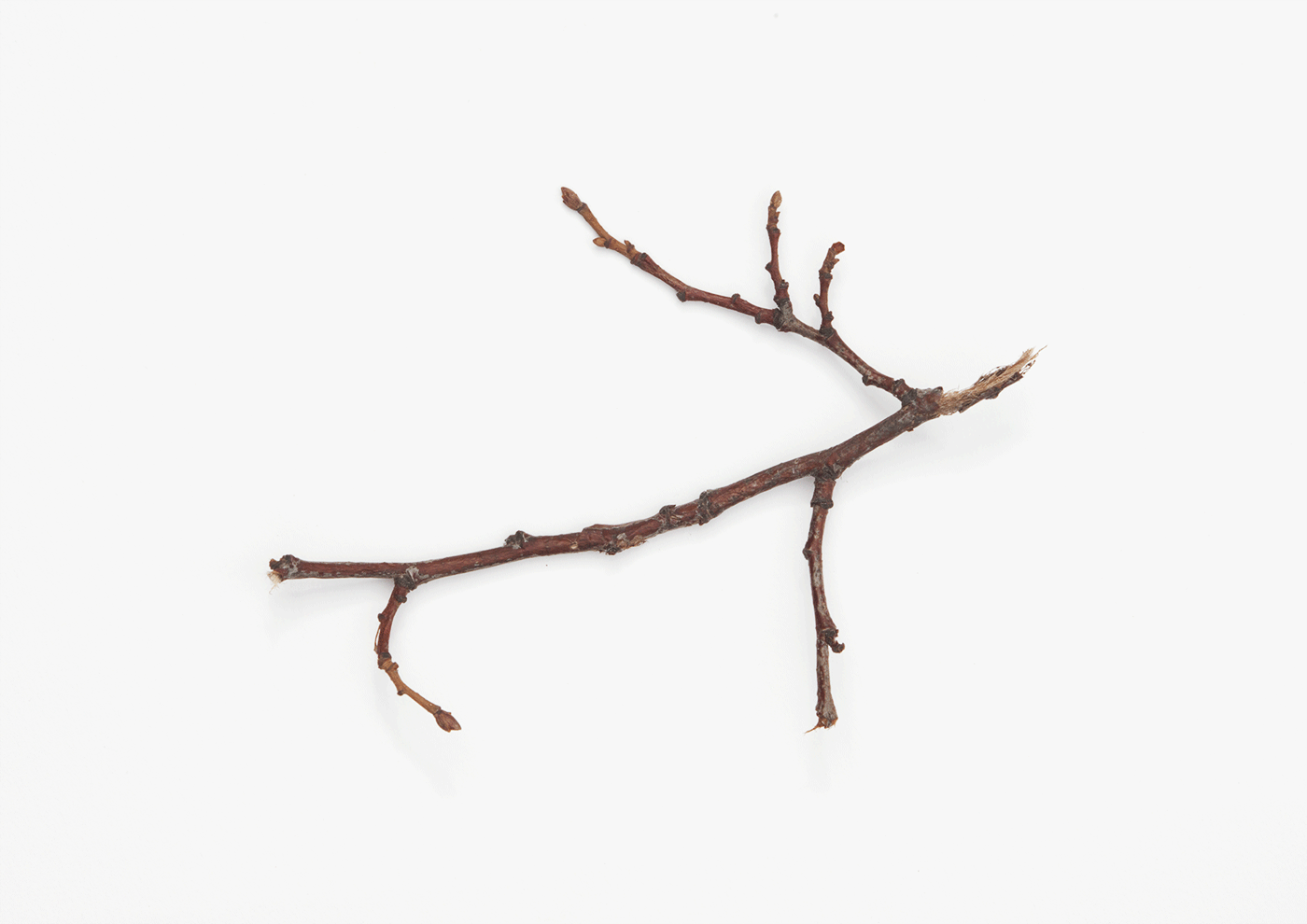 Stag
