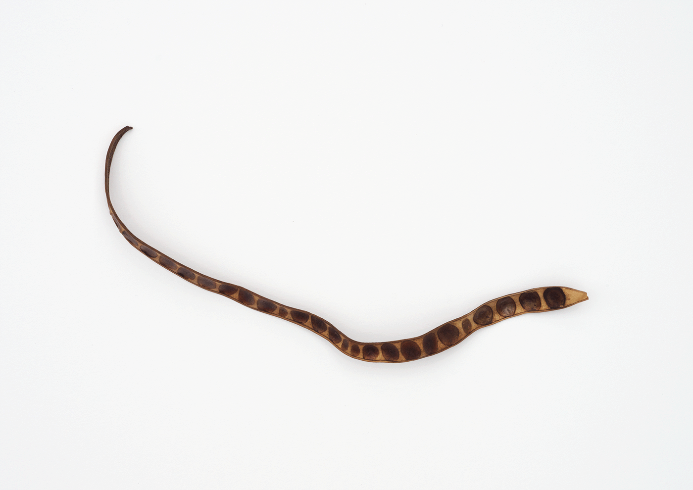 Anaconda