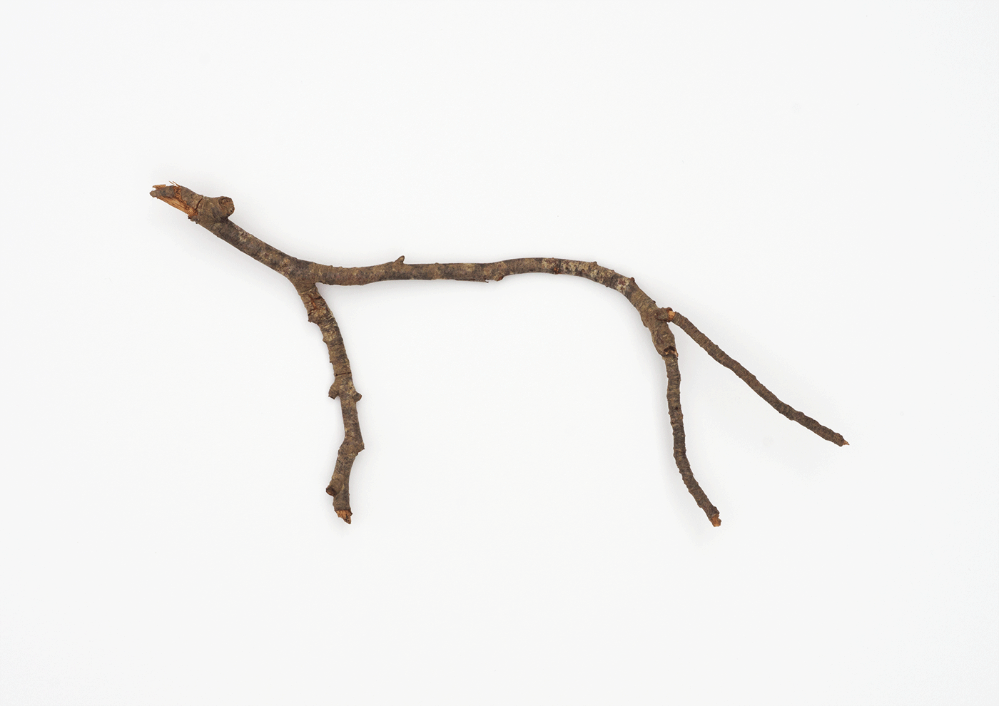 Greyhound