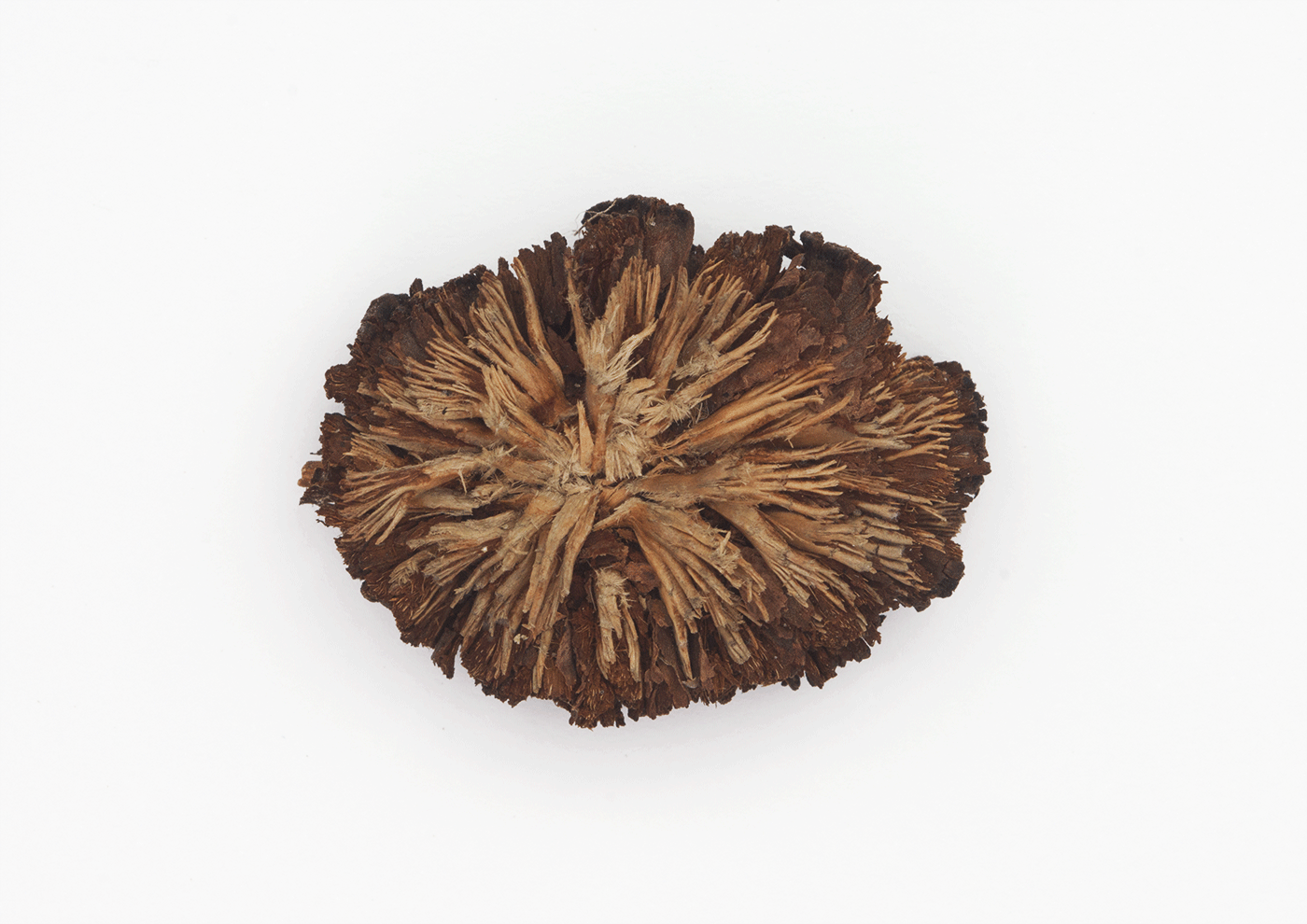 Sea Urchin