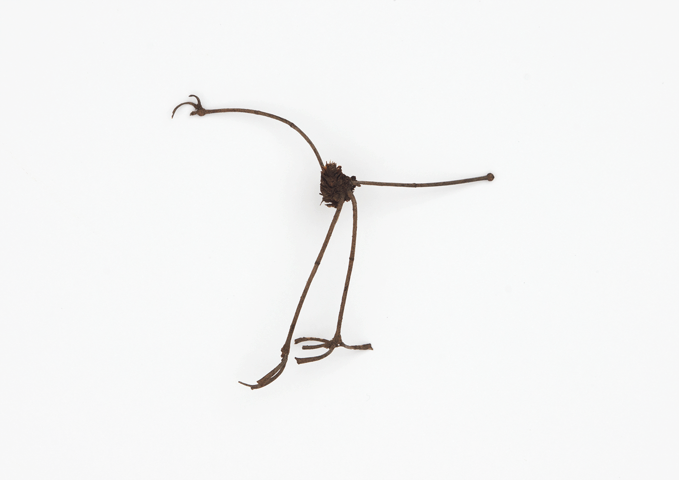 Ostrich