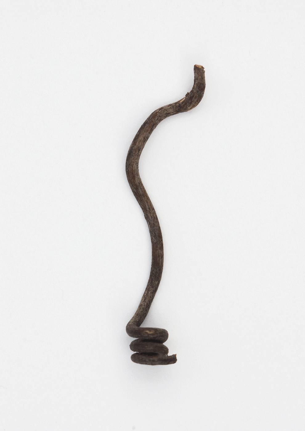 Cobra
