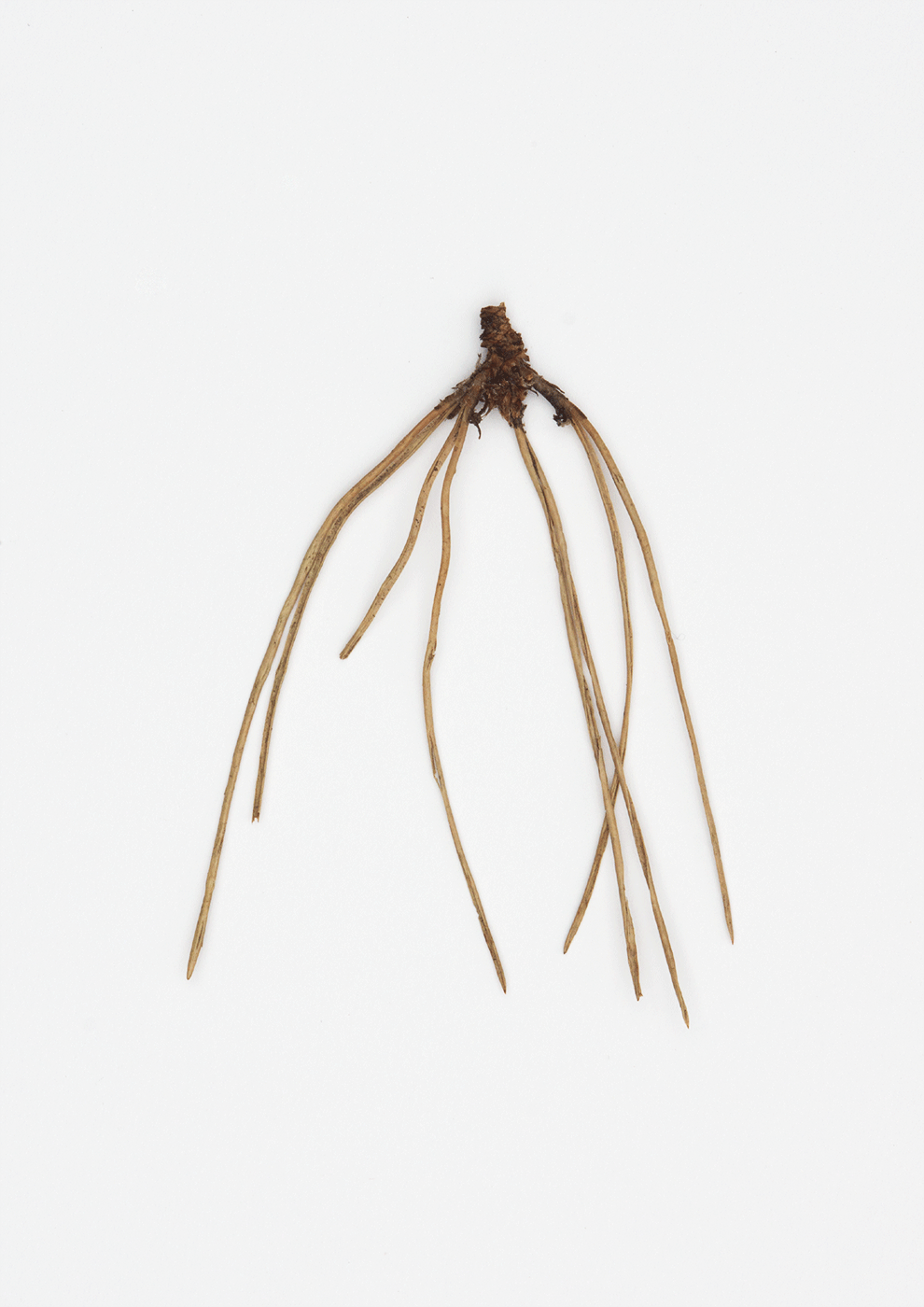 Crane Fly